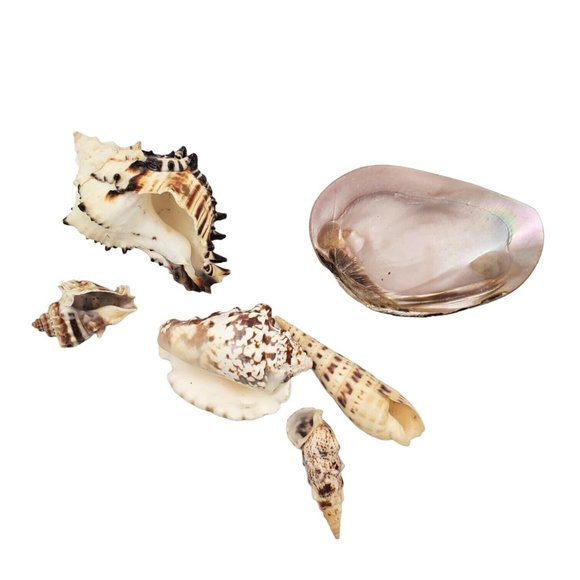 Lot Of 6 Authentic Sea Shells for Nautical Beach Home Decor, Real Ocean‎ Coastal - Picture 2 of 6